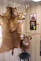 Backyard Bucks
