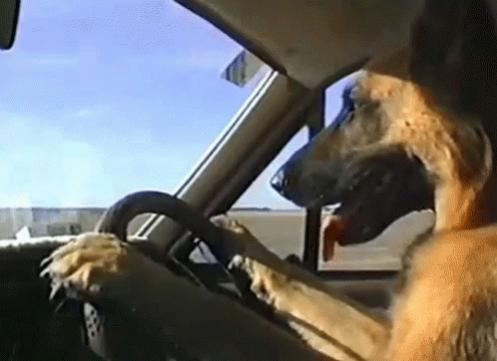 Name:  Dog Driving.jpg
Views: 1031
Size:  20.6 KB