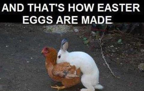 Name:  easter eggs.jpg
Views: 392
Size:  25.7 KB