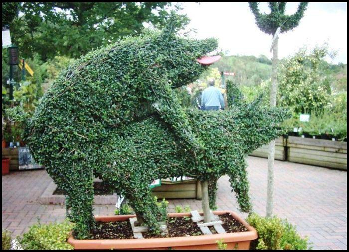 Name:  hog_hump_bush.jpg
Views: 822
Size:  95.2 KB