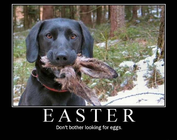 Name:  bunny gone.jpg
Views: 262
Size:  71.6 KB