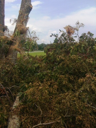 Name:  IMG_0594.JPG
Views: 767
Size:  75.6 KB