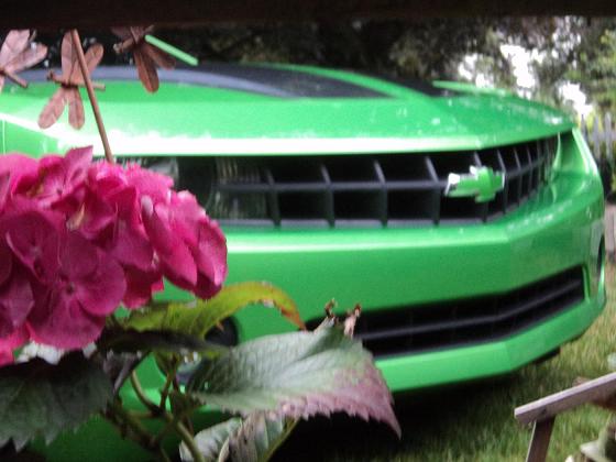 Name:  flower.jpg
Views: 352
Size:  54.6 KB