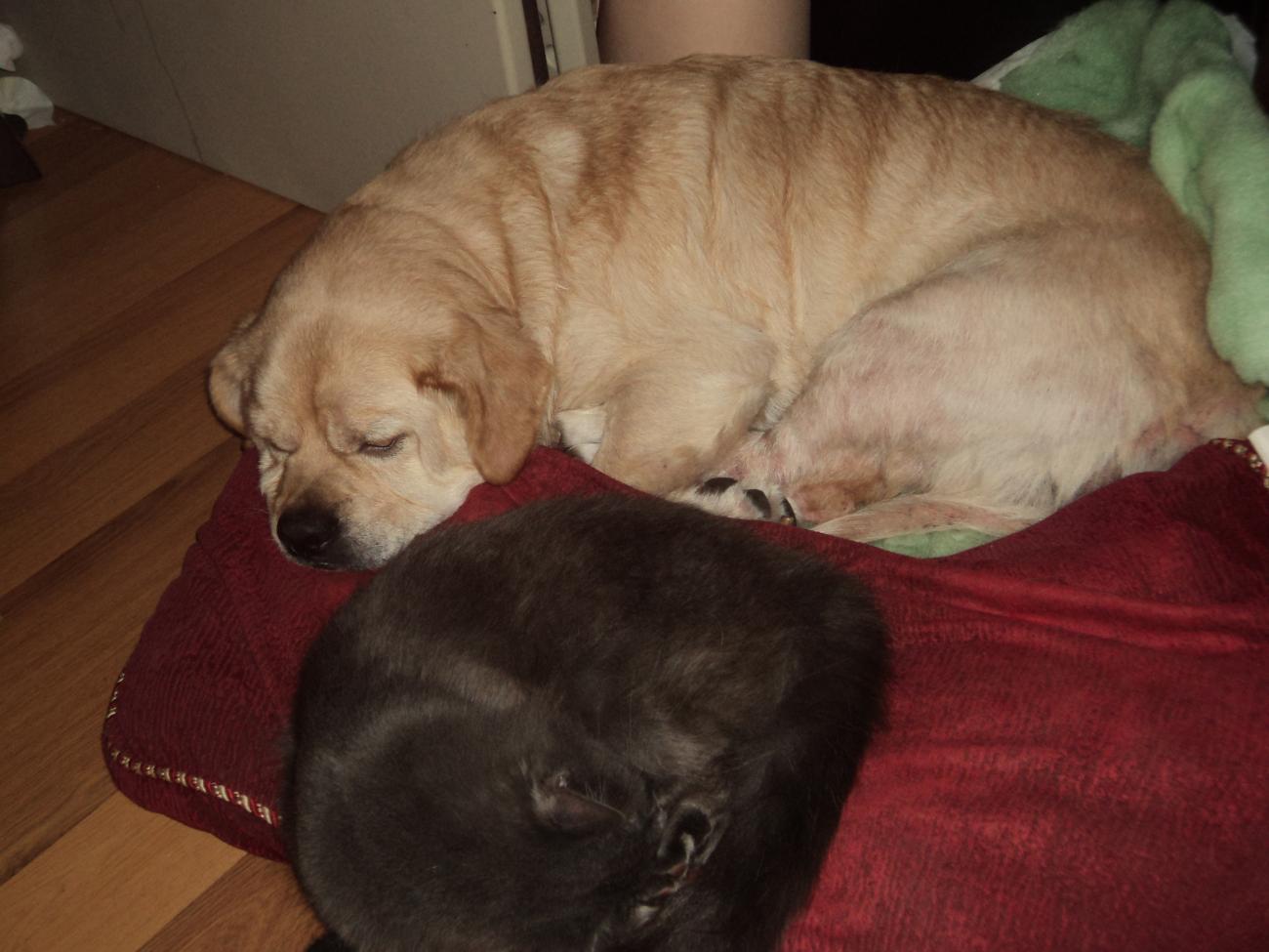 Name:  DSC01232.jpg
Views: 429
Size:  112.7 KB