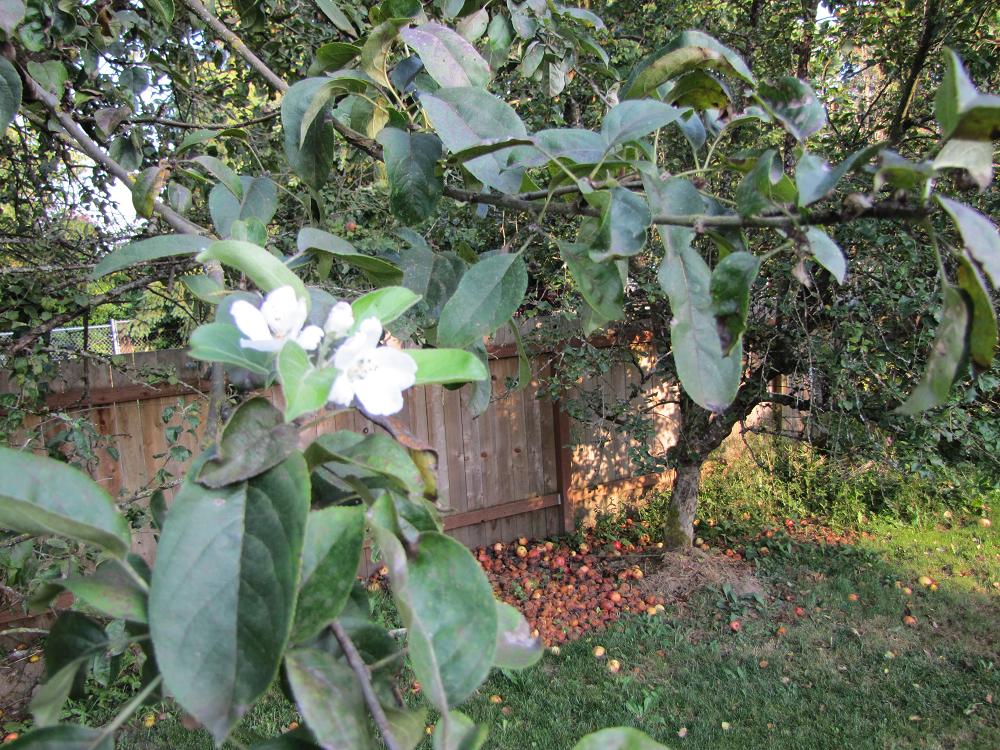 Name:  Fall 01.jpg
Views: 624
Size:  207.0 KB