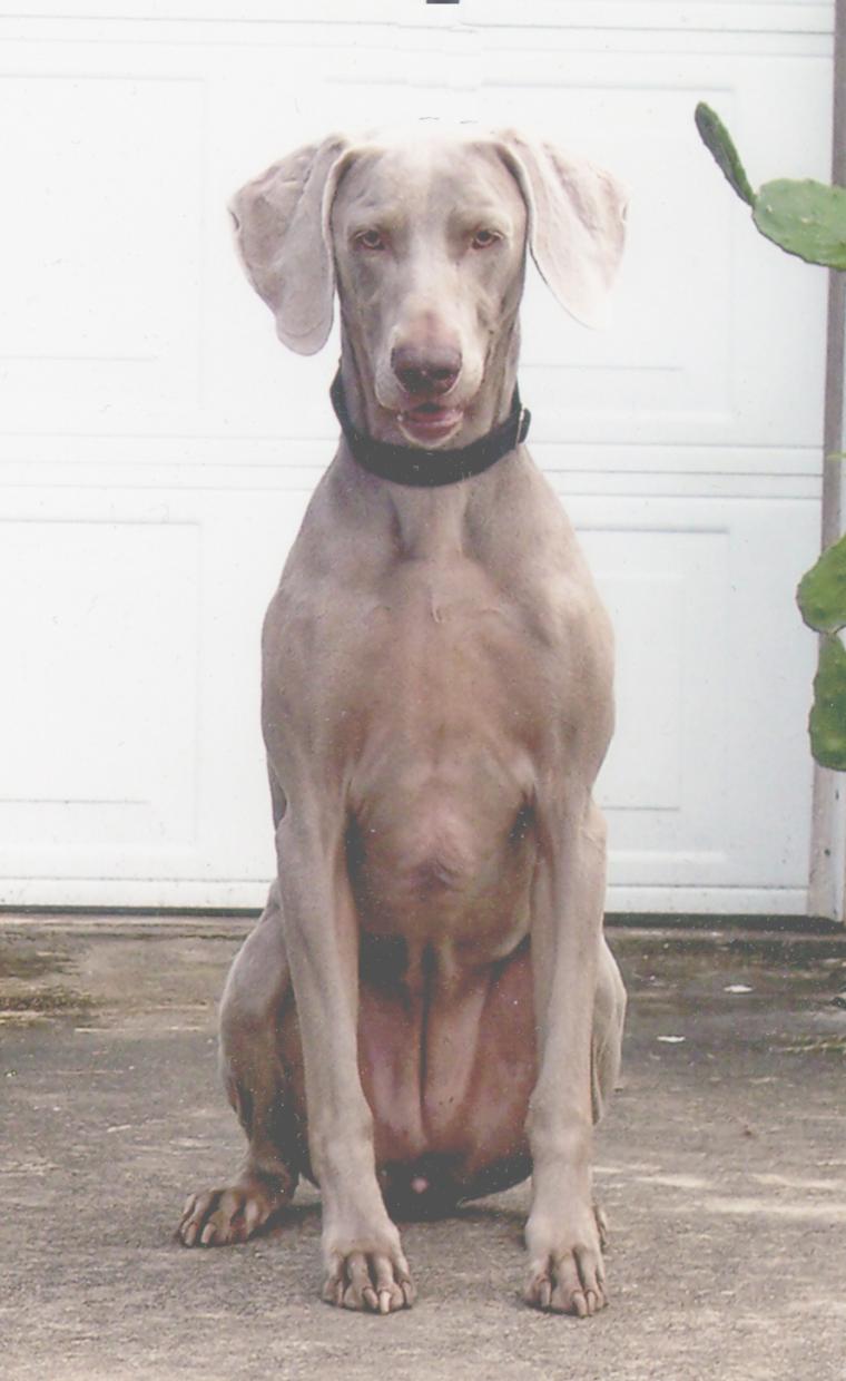 Name:  Arwen.jpg
Views: 394
Size:  76.6 KB