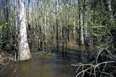 Name:  swamp land.jpg
Views: 253
Size:  98.5 KB
