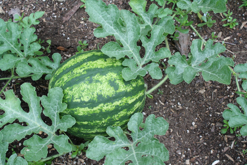 Name:  WATERMELONS.jpg
Views: 548
Size:  179.1 KB