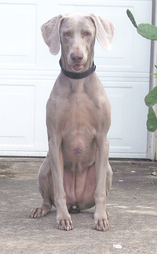 Name:  ARWEN.jpg
Views: 880
Size:  465.7 KB