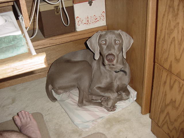 Name:  ArwenONpillow.jpg
Views: 872
Size:  36.3 KB