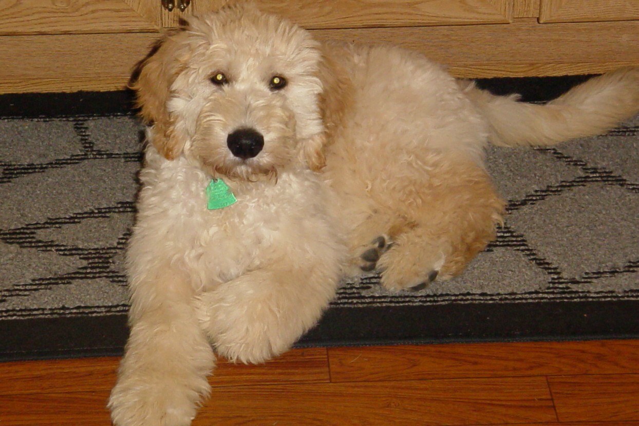 Name:  Odie Jan 2.JPG
Views: 464
Size:  233.1 KB