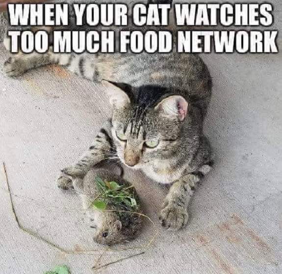 Name:  cat.jpg
Views: 1179
Size:  56.5 KB